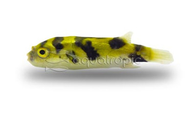 Amazon Pufferfish :: 60005