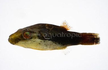 Redeye Pufferfish :: 60010