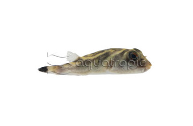 Banded Parrot Pufferfish :: 60016