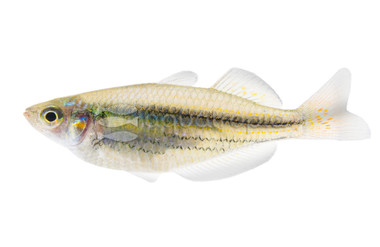 Australian Rainbowfish :: 61007
