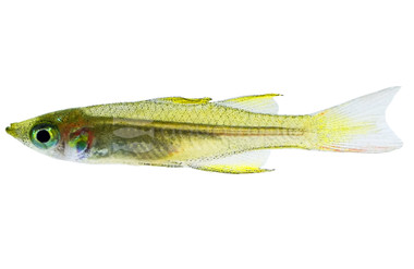 Featherfin Rainbowfish :: 61011
