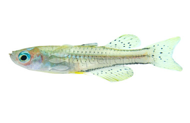 Gertrudae Spotted Blue-Eye Rainbowfish :: 61021
