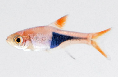 Purple Gold Harlequin Rasbora  :: 62008
