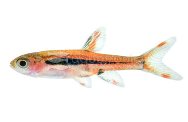 Chili Rasbora :: 62015