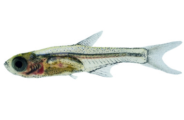 Blue Axelrod Rasbora :: 62016