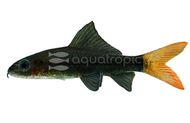 Red Tail Shark :: 65002