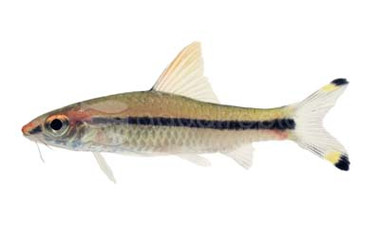 Denison Roseline Barb :: 65005