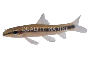 Flying Fox Algae Eater :: 65009