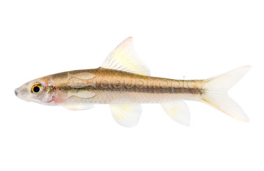 Thai Flying Fox Algae Eater :: 65010