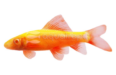 Glo Sunburst Orange Shark :: 65502