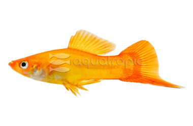 Marigold Swordtail :: 69004