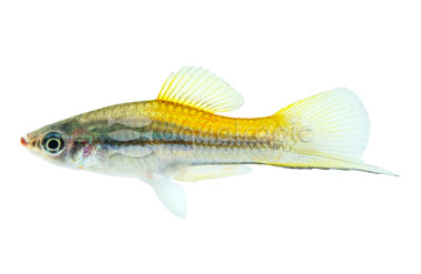Neon Swordtail :: 69005
