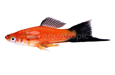 Red Wag Swordtail :: 69006