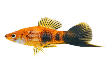 Painted Swordtail :: 69007