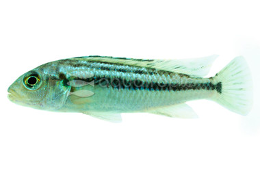 Blue Johanni Malawi Cichlid :: 18013