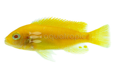 Zebra Albino Red Fin :: 18014