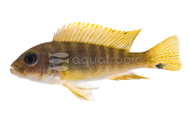 Wlliam's Ice Blue Malawi Cichlid :: 18025