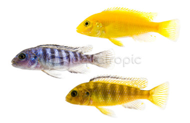 Mixed Mbuna Malawi Cichlid :: 18029
