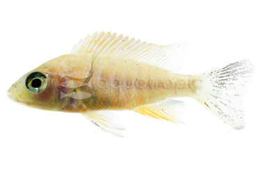 Dragon Blood Peacock Malawi Cichlid :: 18067