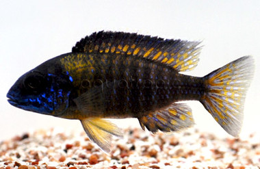 Peacock Chewindi :: 18072