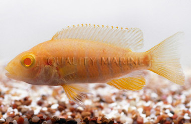 Peacock Albino Eureka Red :: 18075