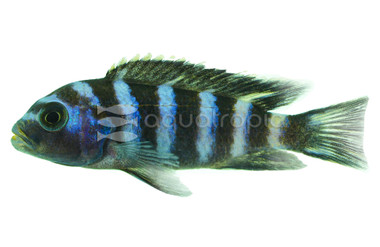 Demasoni Malawi Cichlid :: 18079