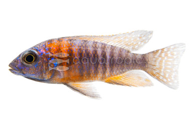 Blue Peacock Malawi Cichlid :: 18084