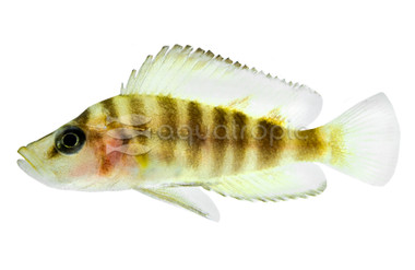 Yellow Calvus Tanganyika Cichlid :: 18108