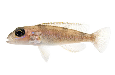 Hecqui Shell Dweller Tanganyika Cichlid :: 18109