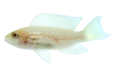 Albino Lyretail Brichardi Tanganyika Cichlid :: 18117