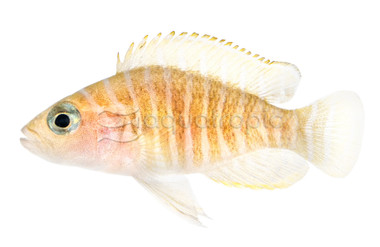 Similis Shell Dweller Tanganyika Cichlid :: 18135