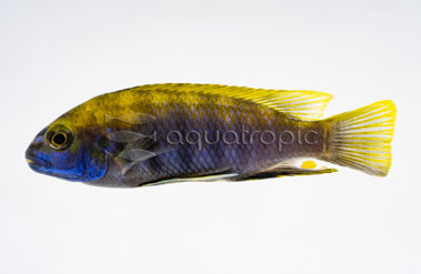 Flameback Juvenile Haplochromis :: 18148