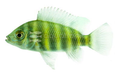 Zebra Tilapia Buttikoferi African Cichlid :: 18185