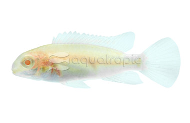 Albino Kribensis African Cichlid :: 18206
