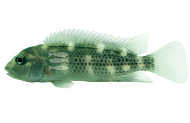 Buffalohead African Cichlid :: 18207