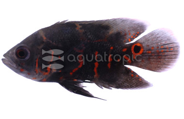 Tiger Oscar Cichlid :: 18311
