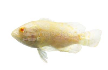 Lemon Oscar Cichlid :: 18315