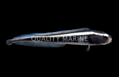 Engineer Goby