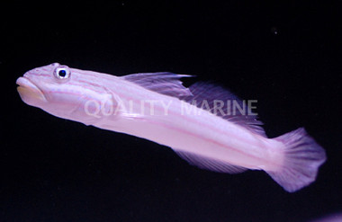 Sleeper Mural Goby :: 18536