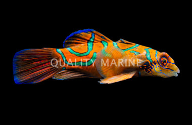 Red Mandarin :: 18605