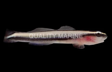 Broadstripe Goby