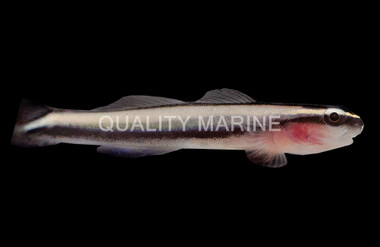 Broadstripe Goby