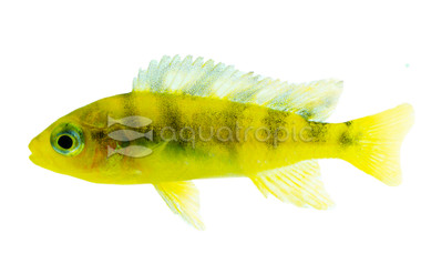 Bumble Bee Malawi Cichlid :: 18008