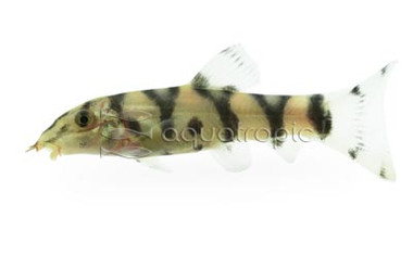 Yo-Yo Loach :: 43009