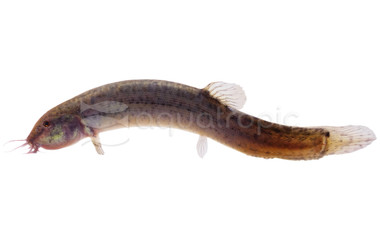 Dojo Loach :: 43102