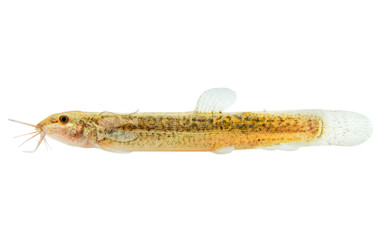 Dojo Loach :: 43102