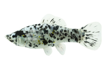 Dalmatian Molly :: 47014
