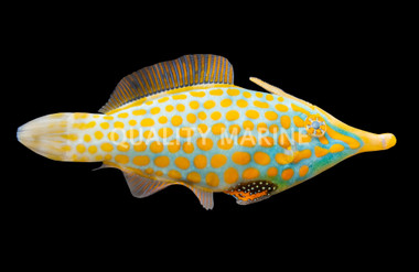 Orange Spot Filefish