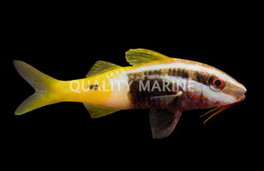 Bicolor Goatfish