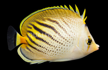 Pelewensis Butterflyfish
